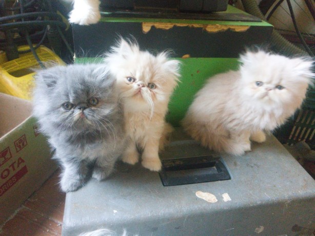lindos-gatinhos-persa-big-2