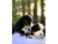 lindos-filhotes-bernese-small-0