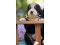 lindos-filhotes-bernese-small-1