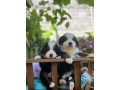 lindos-filhotes-bernese-small-2