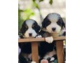 lindos-filhotes-bernese-small-3