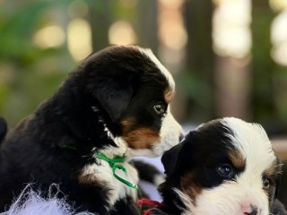 lindos-filhotes-bernese