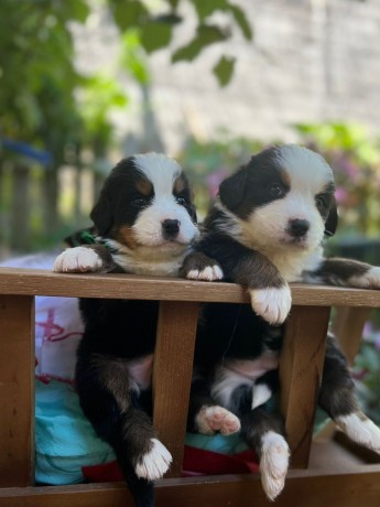 lindos-filhotes-bernese-big-4