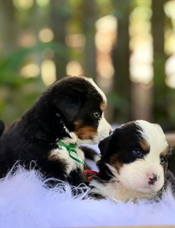 lindos-filhotes-bernese-big-0