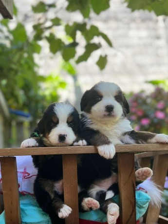 lindos-filhotes-bernese-big-2