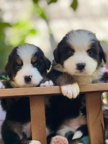 lindos-filhotes-bernese-big-3