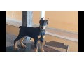 lindos-filhotes-doberman-padrao-top-completo-small-1