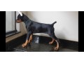 lindos-filhotes-doberman-padrao-top-completo-small-0