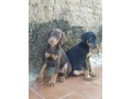 lindos-filhotes-doberman-padrao-top-completo-small-4