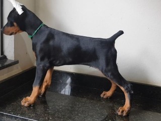 lindos-filhotes-doberman-padrao-top-completo