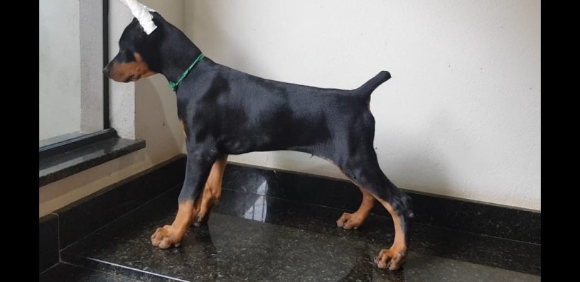 lindos-filhotes-doberman-padrao-top-completo-big-0