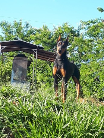 lindos-filhotes-doberman-padrao-top-completo-big-2