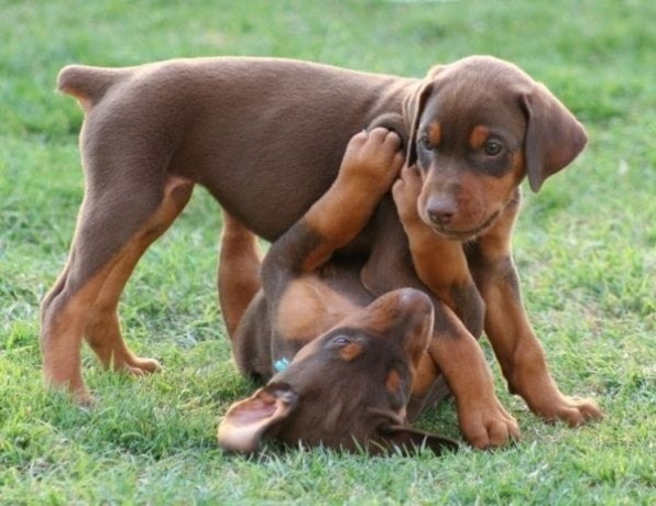 lindos-filhotes-doberman-padrao-top-completo-big-3