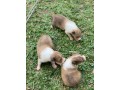 lindos-filhotes-collie-small-3