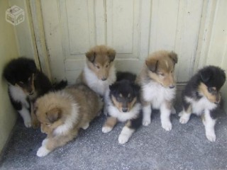 lindos-filhotes-collie