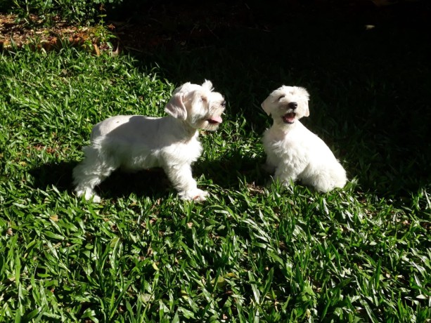 lindos-filhotes-schnauzer-promocao-machos-big-4