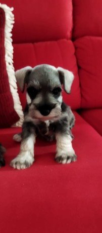 lindos-filhotes-schnauzer-promocao-machos-big-3