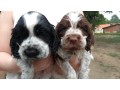 lindos-filhotes-cocker-spaniel-ingles-promocao-machos-small-1