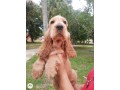 lindos-filhotes-cocker-spaniel-ingles-promocao-machos-small-2