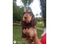 lindos-filhotes-cocker-spaniel-ingles-promocao-machos-small-4