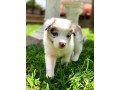 lindos-filhotes-border-collie-small-4