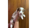 lindos-filhotes-border-collie-small-0