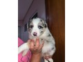 lindos-filhotes-border-collie-small-2