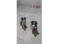 lindos-filhotes-border-collie-small-3