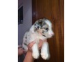 lindos-filhotes-border-collie-small-1