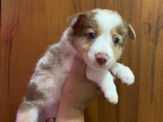 lindos-filhotes-border-collie