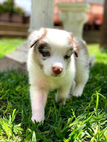 lindos-filhotes-border-collie-big-4