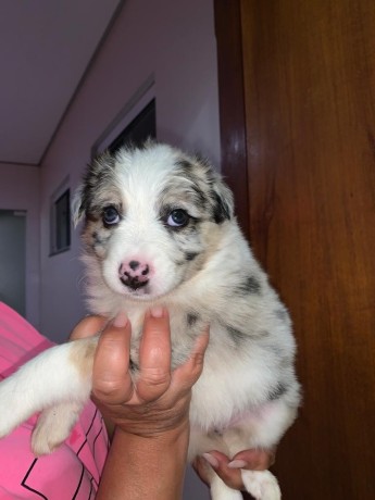 lindos-filhotes-border-collie-big-2