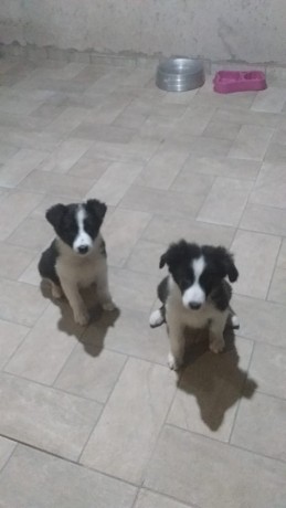 lindos-filhotes-border-collie-big-3