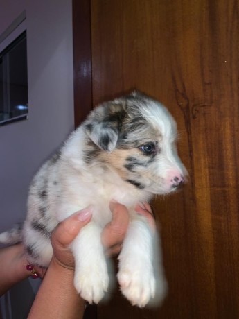 lindos-filhotes-border-collie-big-1