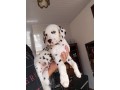 lindos-filhotes-dalmata-small-3