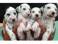 lindos-filhotes-dalmata-small-4