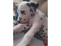 lindos-filhotes-dalmata-small-1