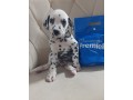 lindos-filhotes-dalmata-small-0