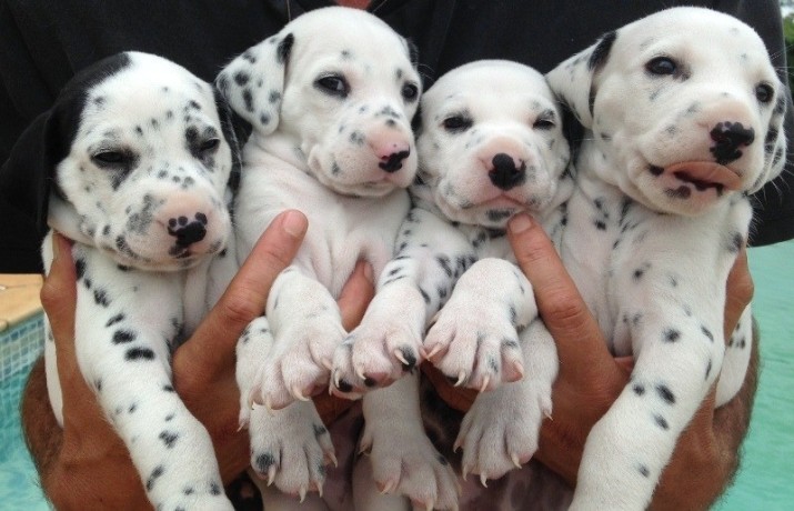 lindos-filhotes-dalmata-big-4