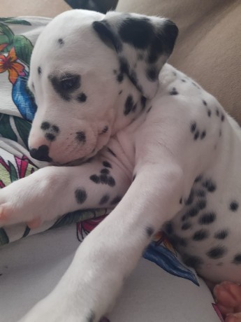 lindos-filhotes-dalmata-big-1