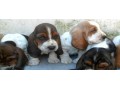 lindos-filhotes-basset-hound-small-1