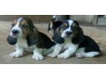 lindos-filhotes-basset-hound-small-4