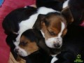 lindos-filhotes-basset-hound-small-3