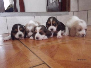 lindos-filhotes-basset-hound