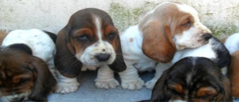 lindos-filhotes-basset-hound-big-1