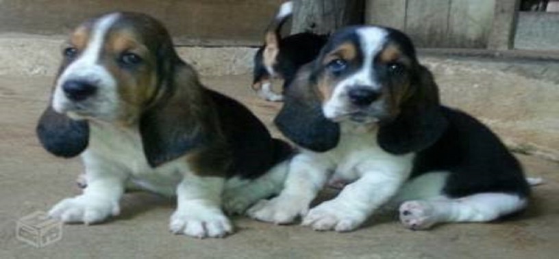 lindos-filhotes-basset-hound-big-4