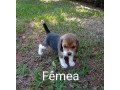 lindos-filhotes-beagle-small-3