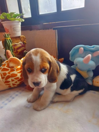 lindos-filhotes-beagle-big-4