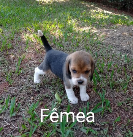 lindos-filhotes-beagle-big-3