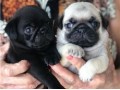 lindos-filhotes-pug-small-3